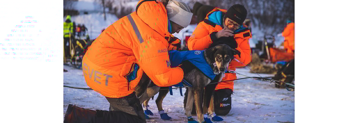 Introduction Course for Race Veterinarians (Rookie veterinarian Course) Røros
